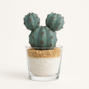 Cactus en Verre